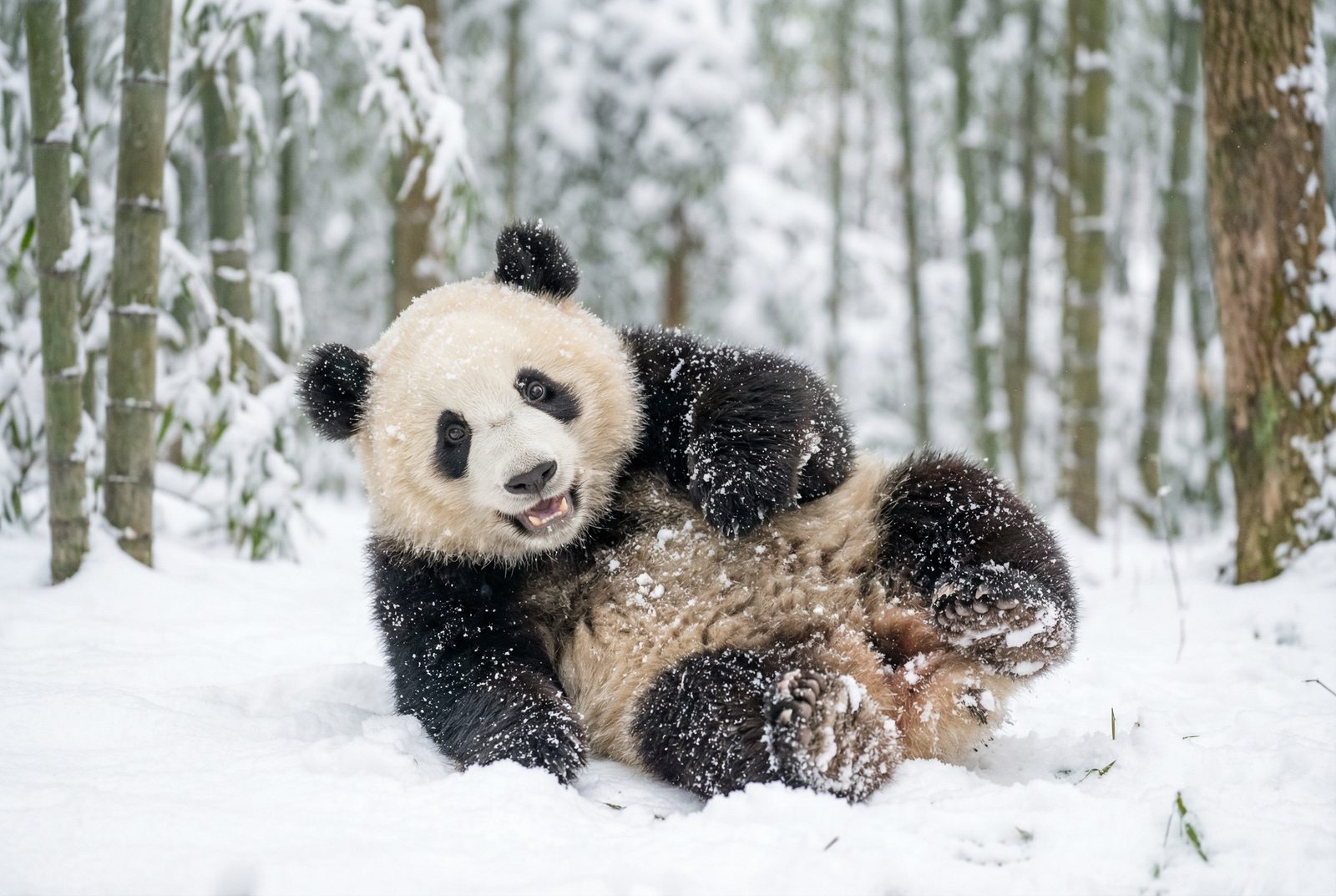 茄子视频熊猫雪地嬉戏视频
