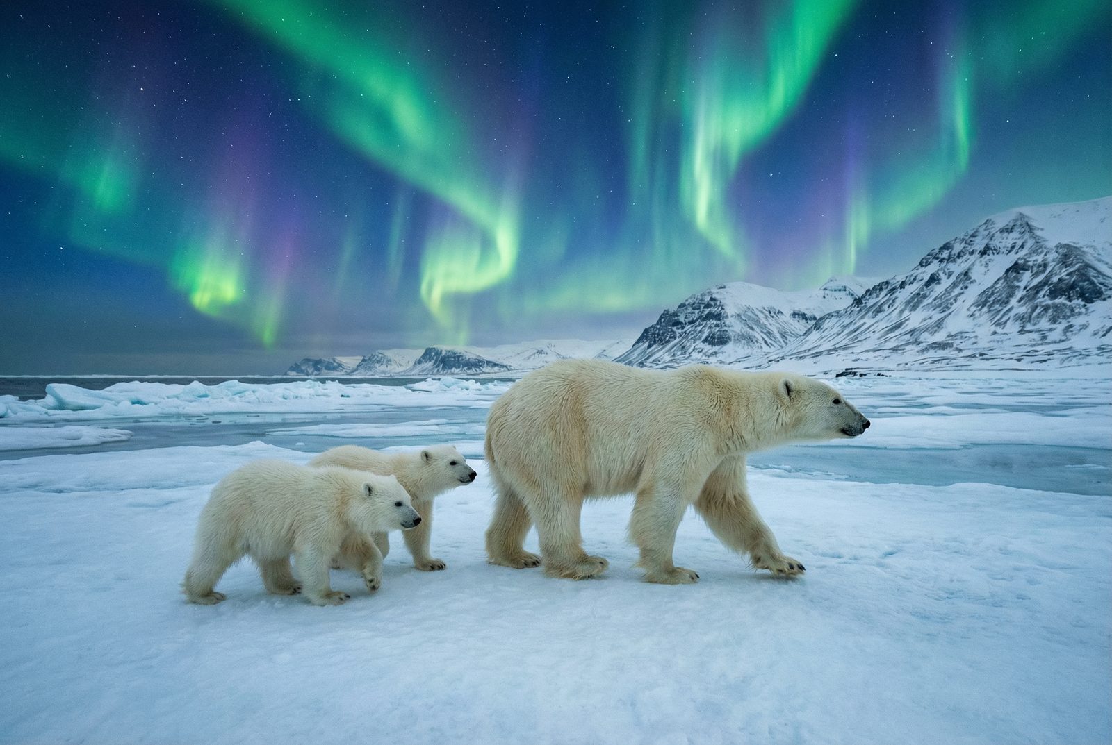 茄子视频北极熊极光视频